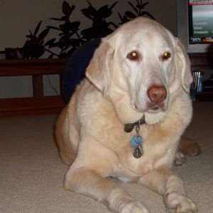 Meet your Posher, Veronica